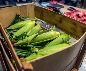 fresh corn on the cobb